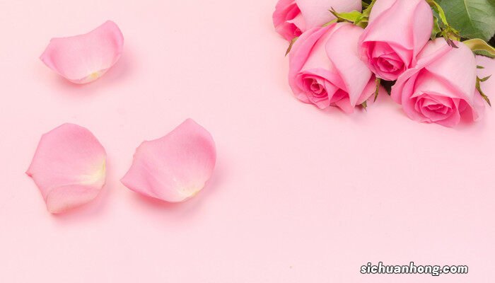粉玫瑰的花语是什么 粉玫瑰的花语