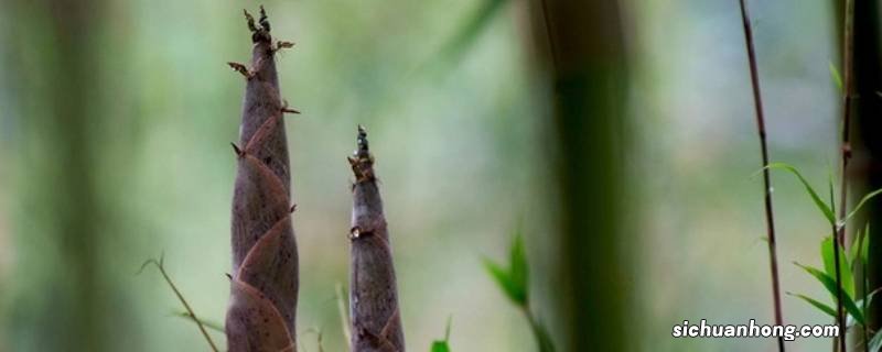春笋被誉为山几珍 春笋是山珍吗
