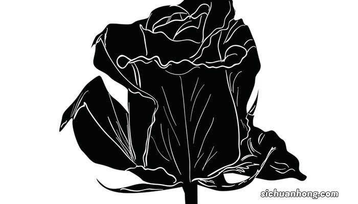 黑玫瑰花语是什么意思 黑玫瑰花语