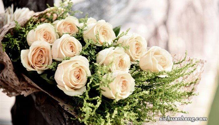 香槟玫瑰的花语是什么意思 香槟玫瑰的花语