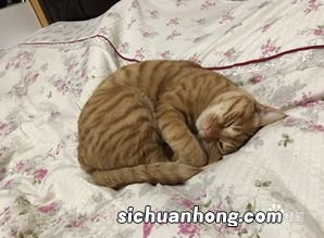 猫拉不出屎怎么办