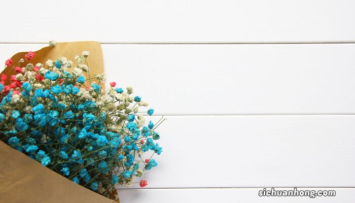 满天星花语和寓意是什么 满天星花语和寓意