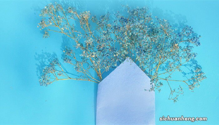 满天星花语和寓意是什么 满天星花语和寓意