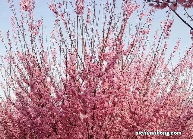 春节期间，永泰迎来赏梅佳期