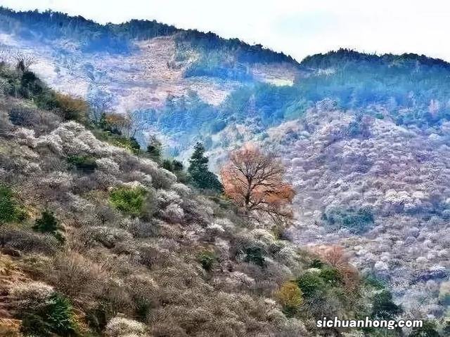 春节期间，永泰迎来赏梅佳期