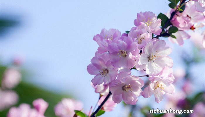 海棠花的养殖方法和注意事项 盆栽 海棠花的养殖方法