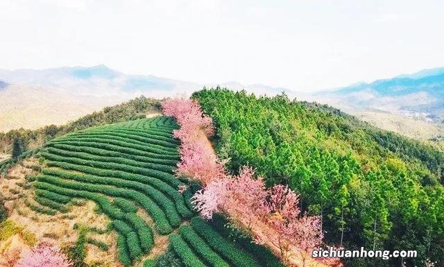 广州出发-韶关1天游,樱花峪赏樱花+行摄雪峒油菜花