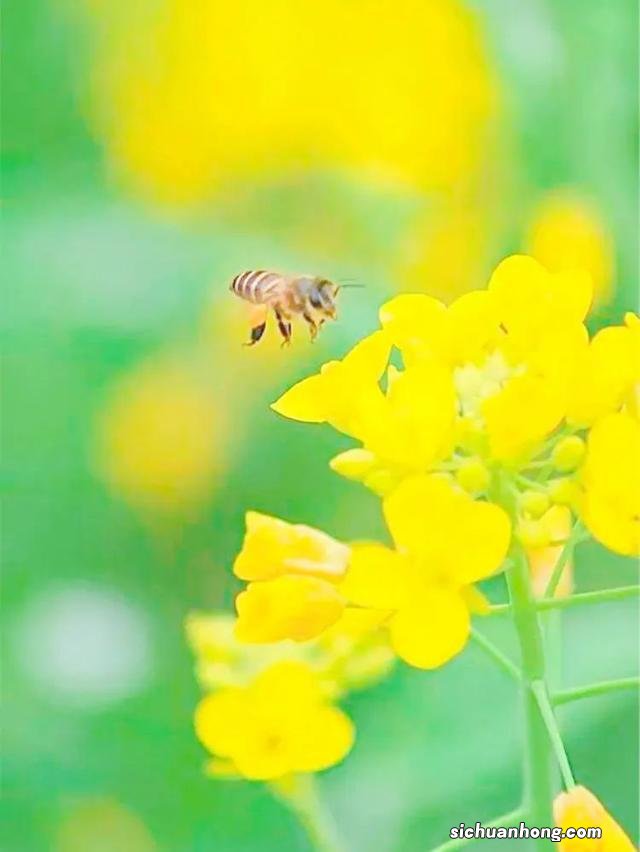 广州出发-韶关1天游,樱花峪赏樱花+行摄雪峒油菜花
