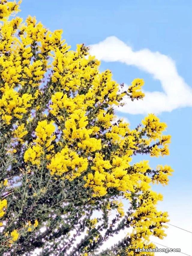 广州出发-韶关1天游,樱花峪赏樱花+行摄雪峒油菜花