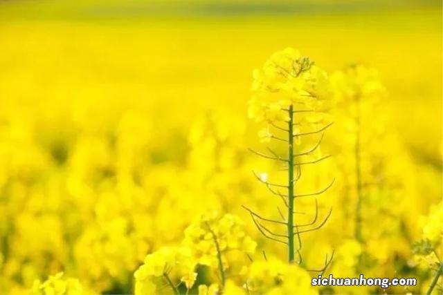 广州出发-韶关1天游,樱花峪赏樱花+行摄雪峒油菜花