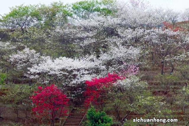 广州出发-韶关1天游,樱花峪赏樱花+行摄雪峒油菜花