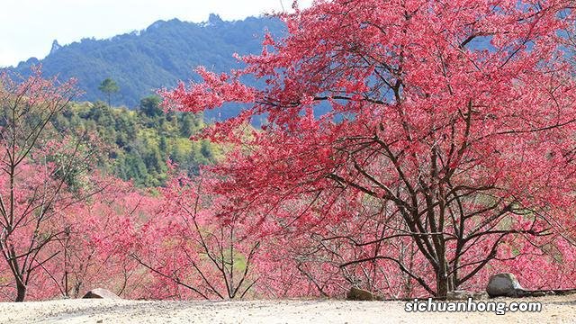 广州出发-韶关1天游,樱花峪赏樱花+行摄雪峒油菜花