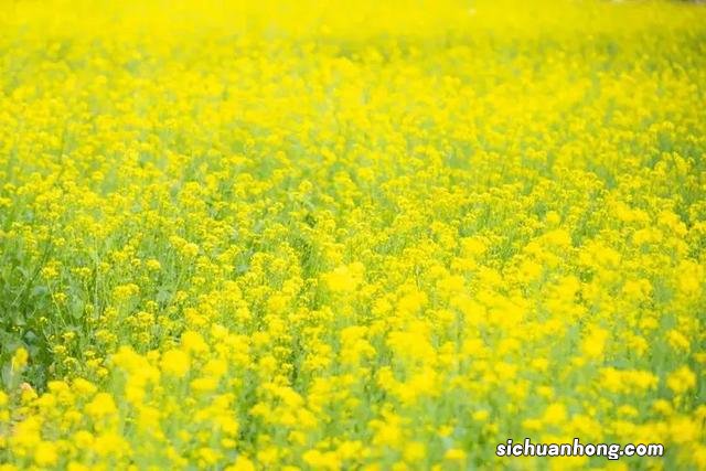 广州出发-韶关1天游,樱花峪赏樱花+行摄雪峒油菜花