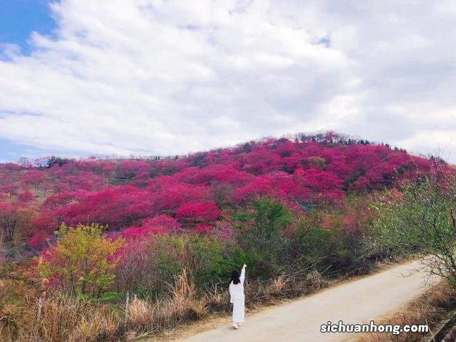 广州出发-韶关1天游,樱花峪赏樱花+行摄雪峒油菜花
