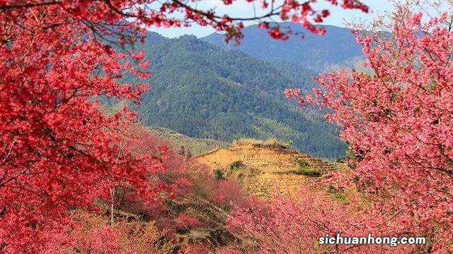 广州出发-韶关1天游,樱花峪赏樱花+行摄雪峒油菜花