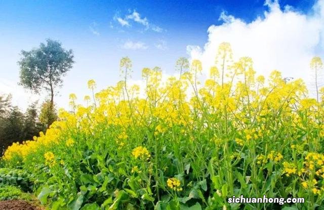 广州出发-韶关1天游,樱花峪赏樱花+行摄雪峒油菜花