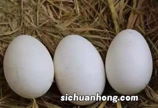 鹅蛋用什么盐