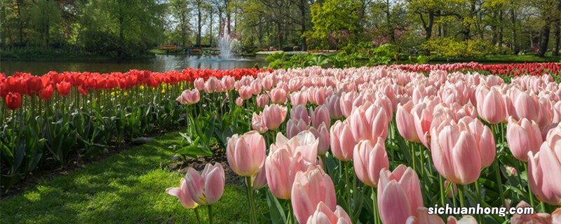 郁金香的花语和象征意义 郁金香的花语