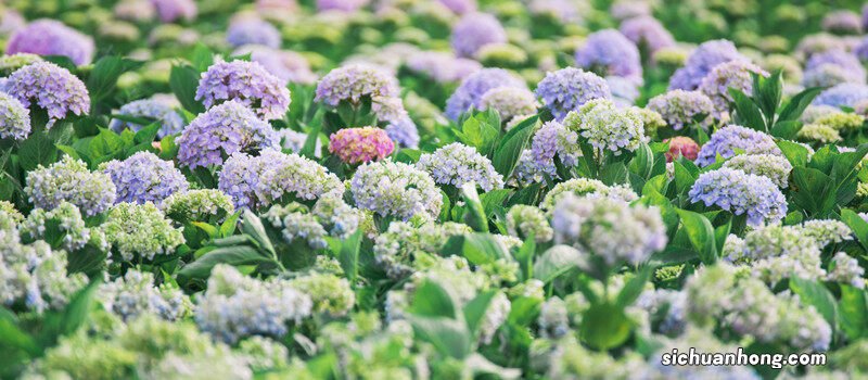 绣球花花语是什么意思 绣球花花语