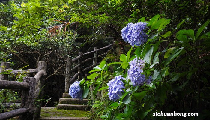 绣球花花语是什么意思 绣球花花语
