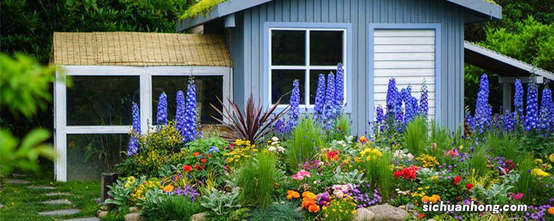 风信子的花语是什么? 风信子的花语是什么