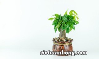 什么植物辟邪镇宅 五大辟邪镇宅植物介绍