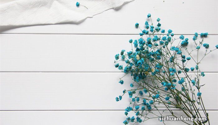 满天星种子种植方法 满天星的养殖方法和注意事项