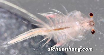 孵化好的丰年虾怎么养