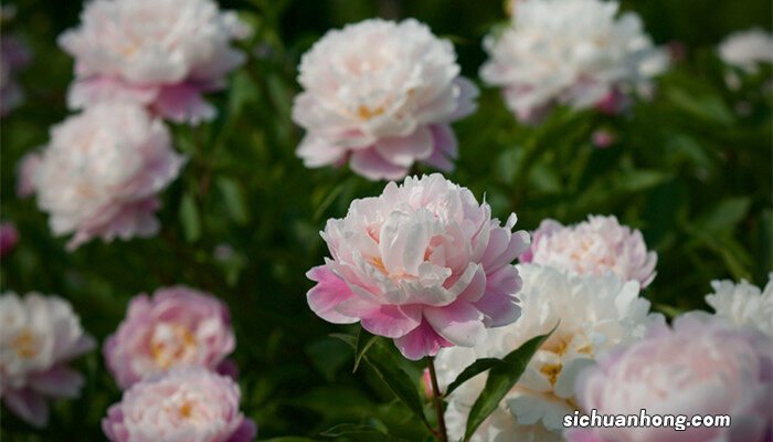 送芍药花代表什么意思啊 送芍药花代表什么意思