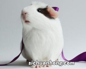 荷兰猪可以吃胡萝卜吗