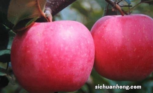 水果功效揭秘 孕期推荐7种水果