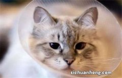 猫咪产后要吃什么