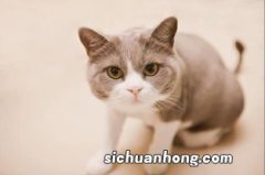 猫咪攻击人有什么预兆