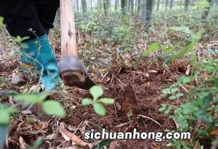 吃鲜笋有什么营养价值