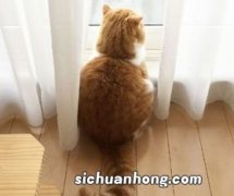 猫咪血常规检查查什么