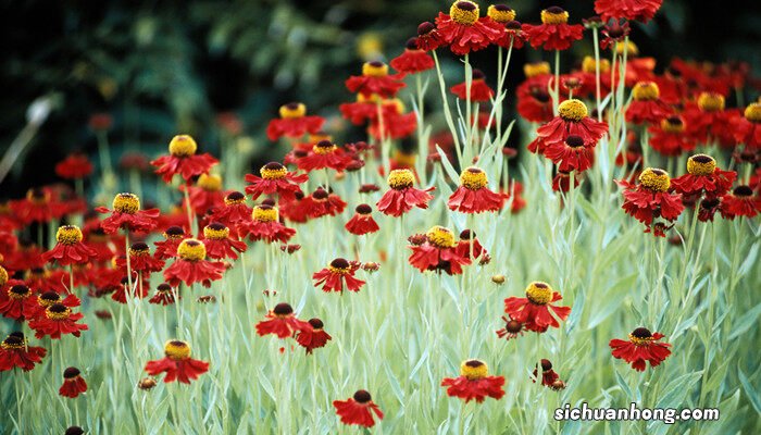 漂亮的花图片大全 矢车菊的花语是什么