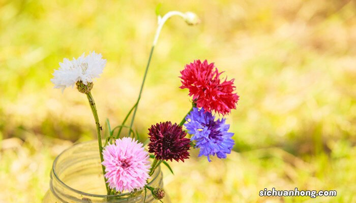 漂亮的花图片大全 矢车菊的花语是什么