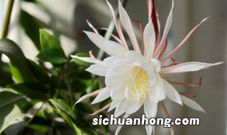 昙花开花是什么时候 昙花开花时间介绍