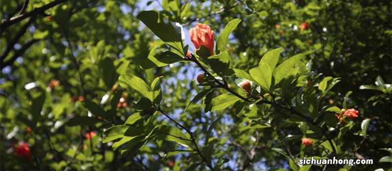 石榴花花语及寓意 石榴花花语