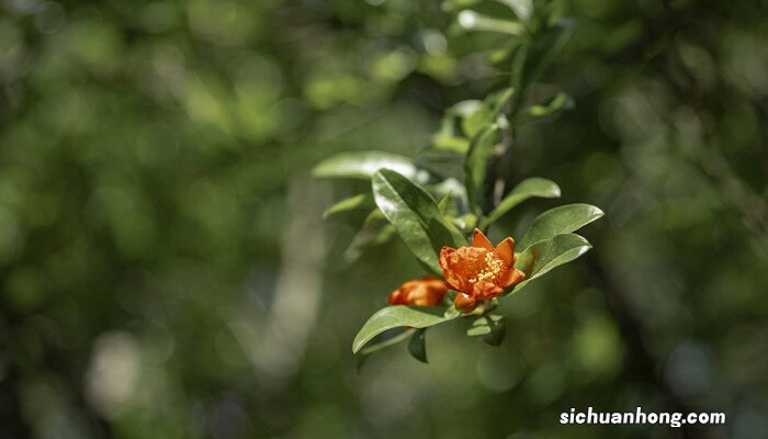 石榴花花语及寓意 石榴花花语