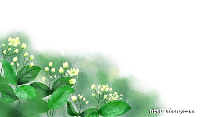 茉莉花的养殖方法和注意事项有哪些 茉莉花的养殖方法和注意事项