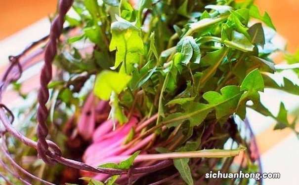 蒲公英水洗脸能祛斑吗?蒲公英水洗脸多久洗一次?