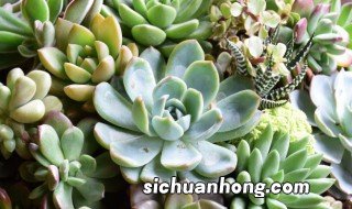多肉的生根方法 多肉生根的小技巧