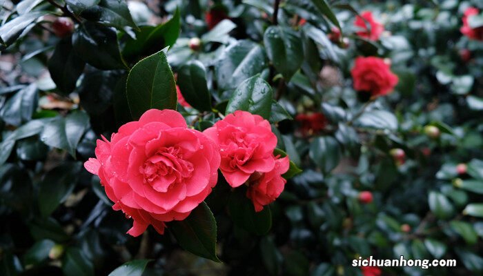 山茶花的养殖方法和注意事项 山茶花的养殖方法