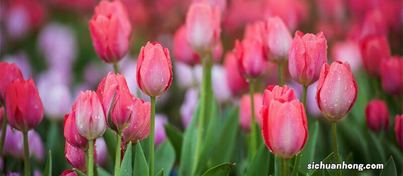 白色郁金香花语象征与寓意 白色郁金香花语