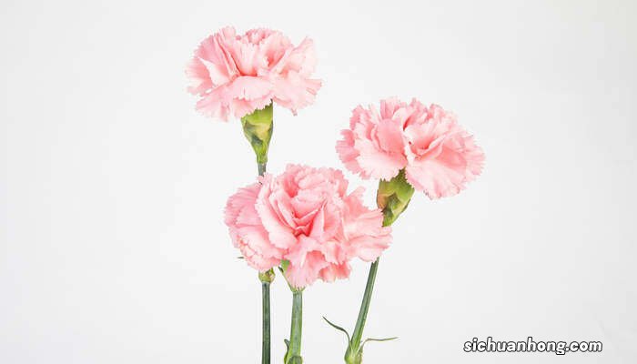 康乃馨花语代表什么意思 康乃馨花语代表什么