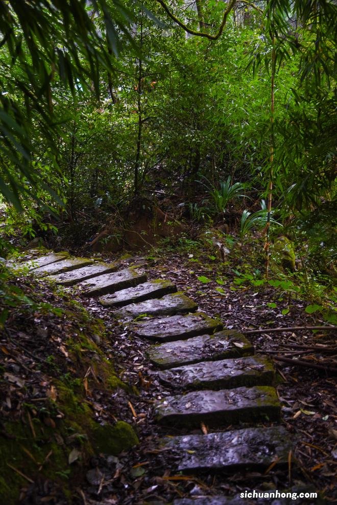 同纬度最完好的常绿阔叶林,川黔两省曾对其抢夺,还藏有恐龙脚印