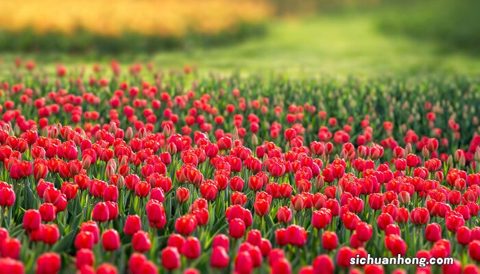 紫色郁金香花语和寓意 紫色郁金香花语