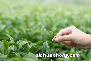 茶叶农药残留 怎么辨别