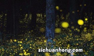 萤火虫有什么特点 萤火虫特点介绍